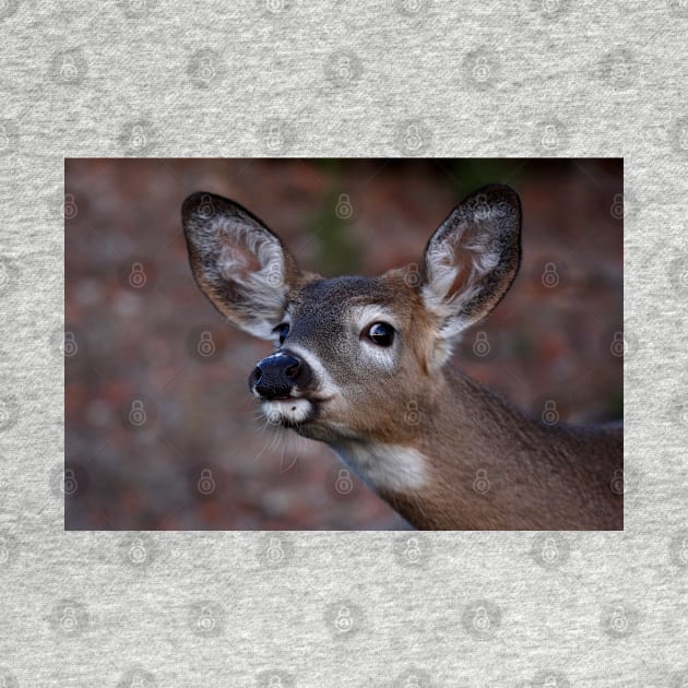 Kiss me! - White-tailed Deer by Jim Cumming